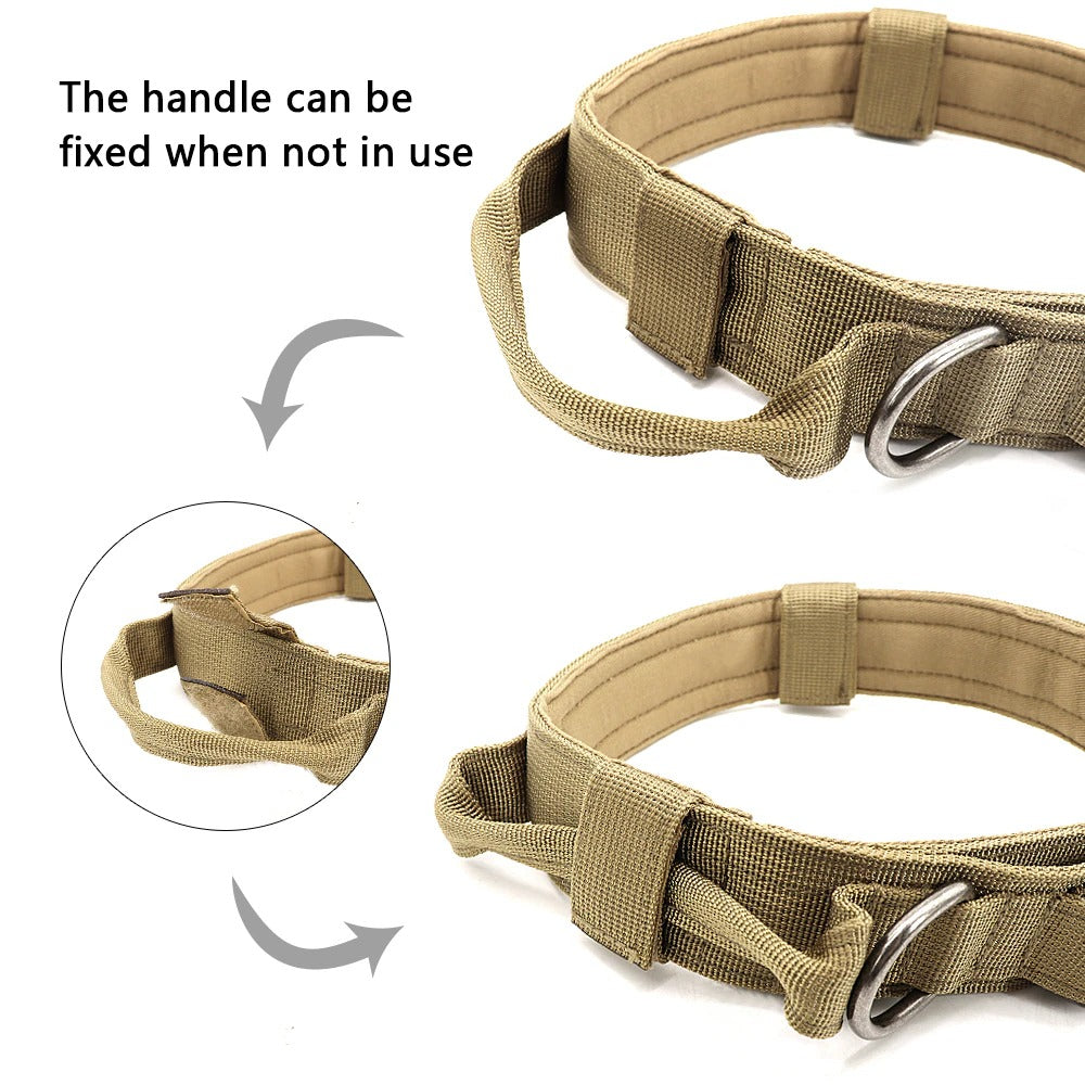 Bungee Leash with Collar