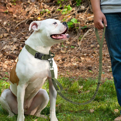 Bungee Leash with Collar