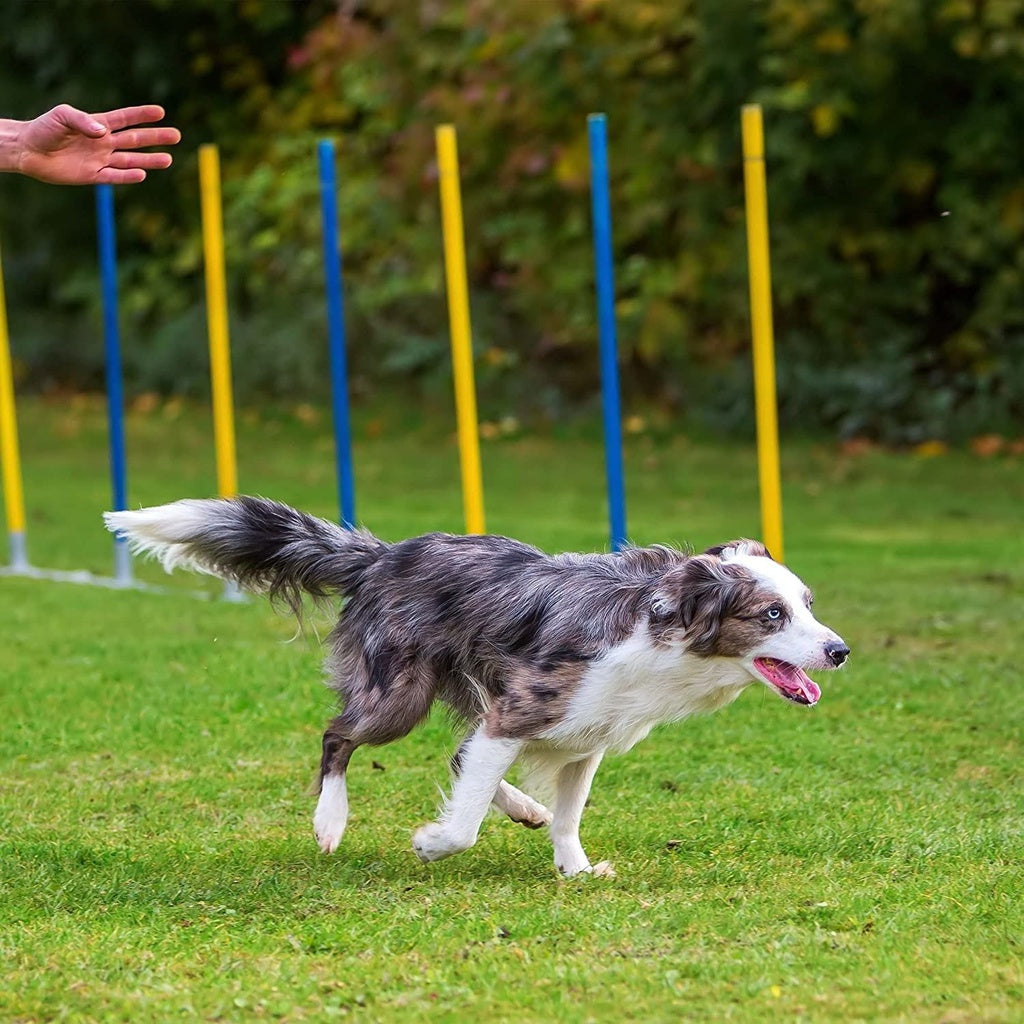 Dog Agility Training Set