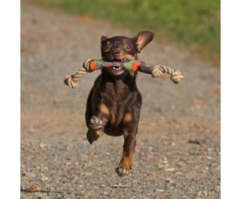 Fetch Toy for Small Dogs